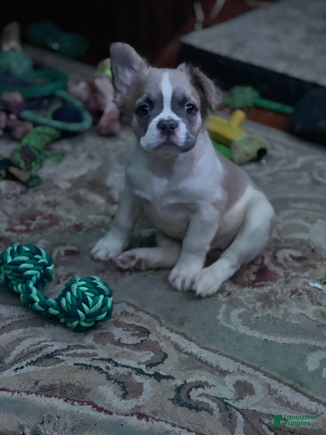 French Bulldog dogs for sale: LUCY - Ad 1