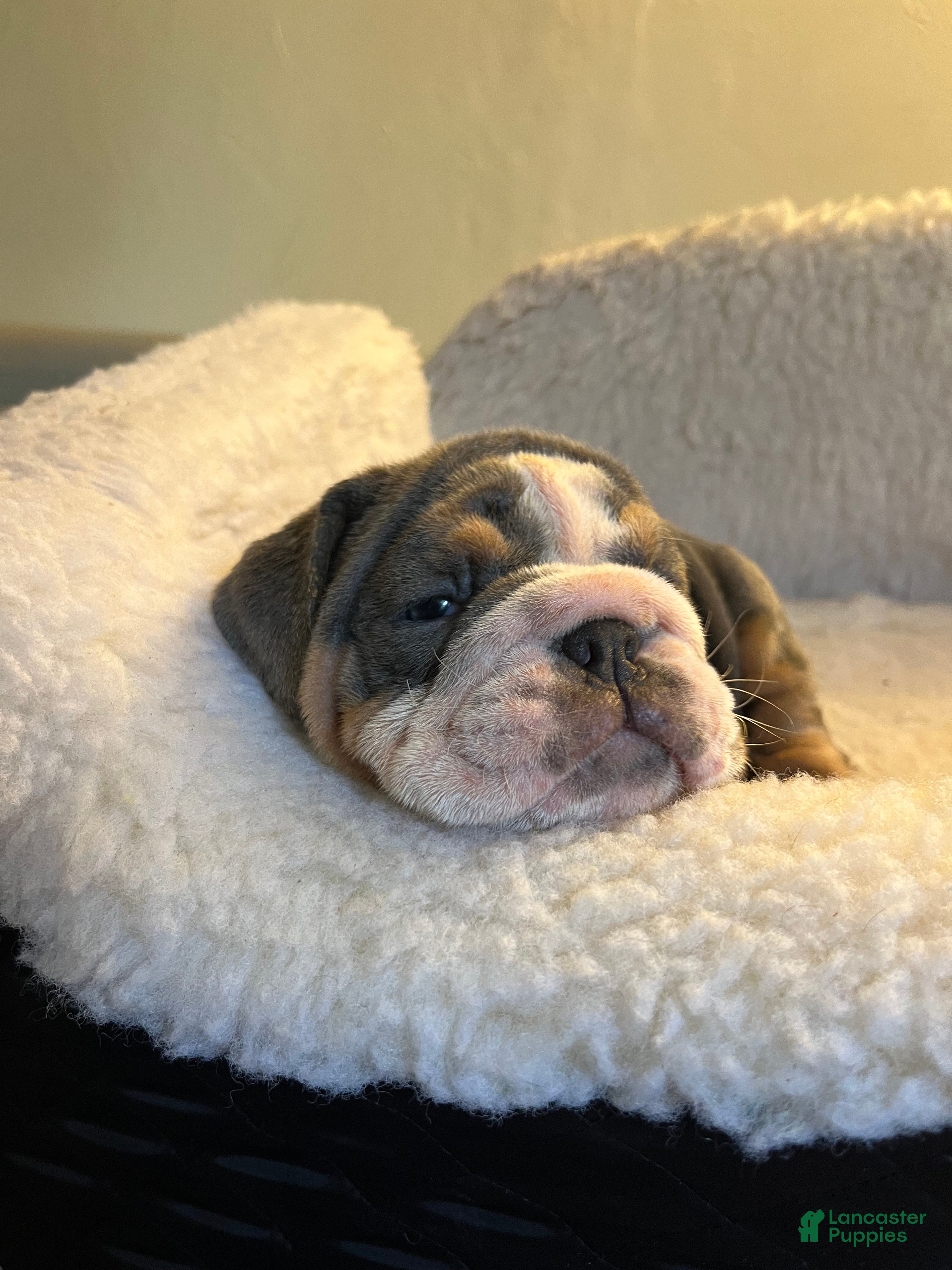 English Bulldog dogs English Bulldog Puppy 3 - Ad 37