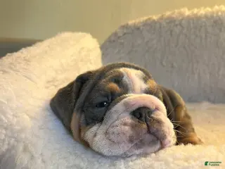 English Bulldog dogs English Bulldog Puppy 3 - Ad 37