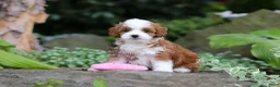 Cavapoo dogs for sale: Brody - Ad 11