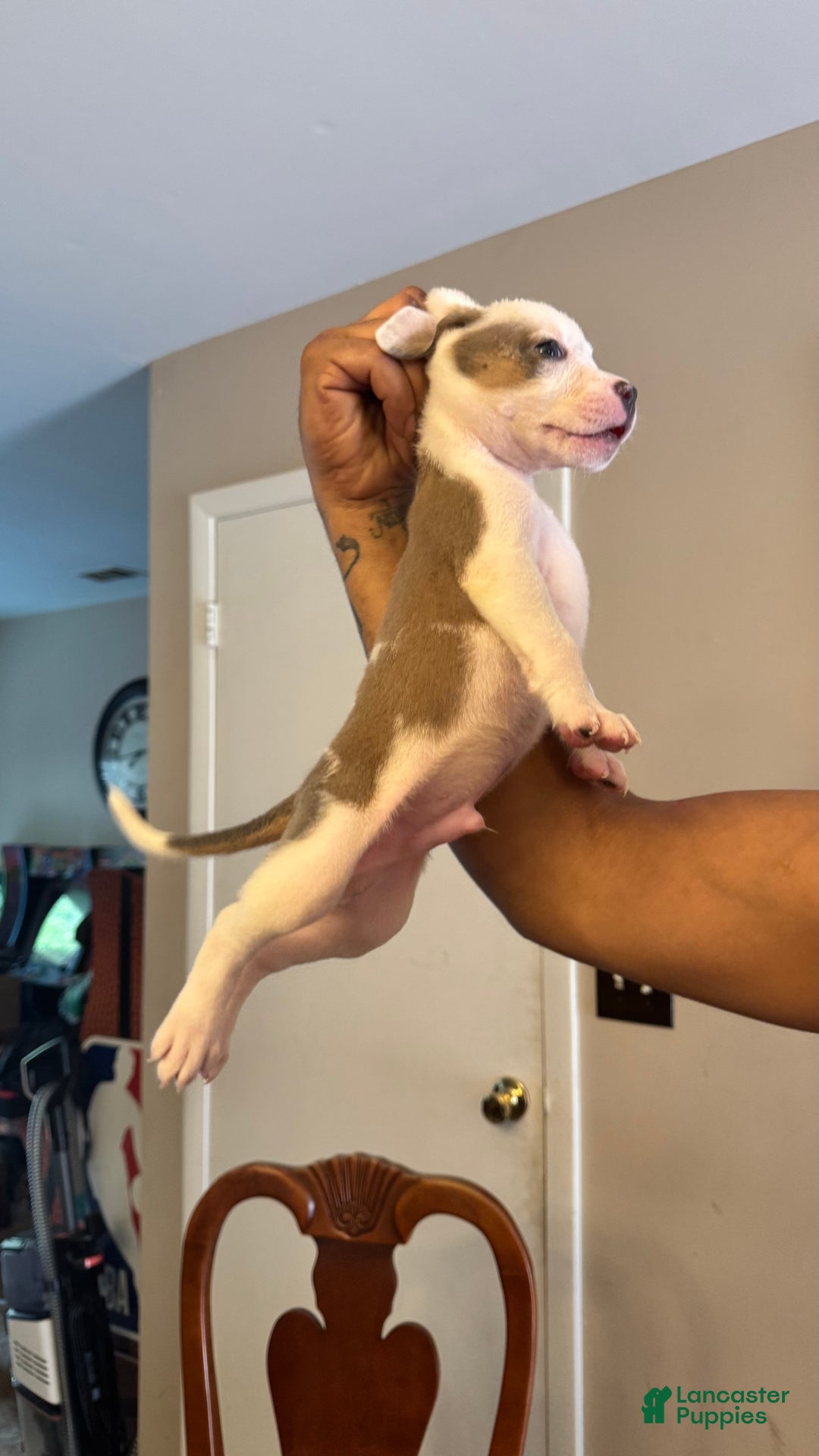 American Bully dogs for sale: American Bully Puppy 3 (Rex) - Ad 3