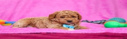 Goldendoodle dogs for sale: Florenzo - Ad 3