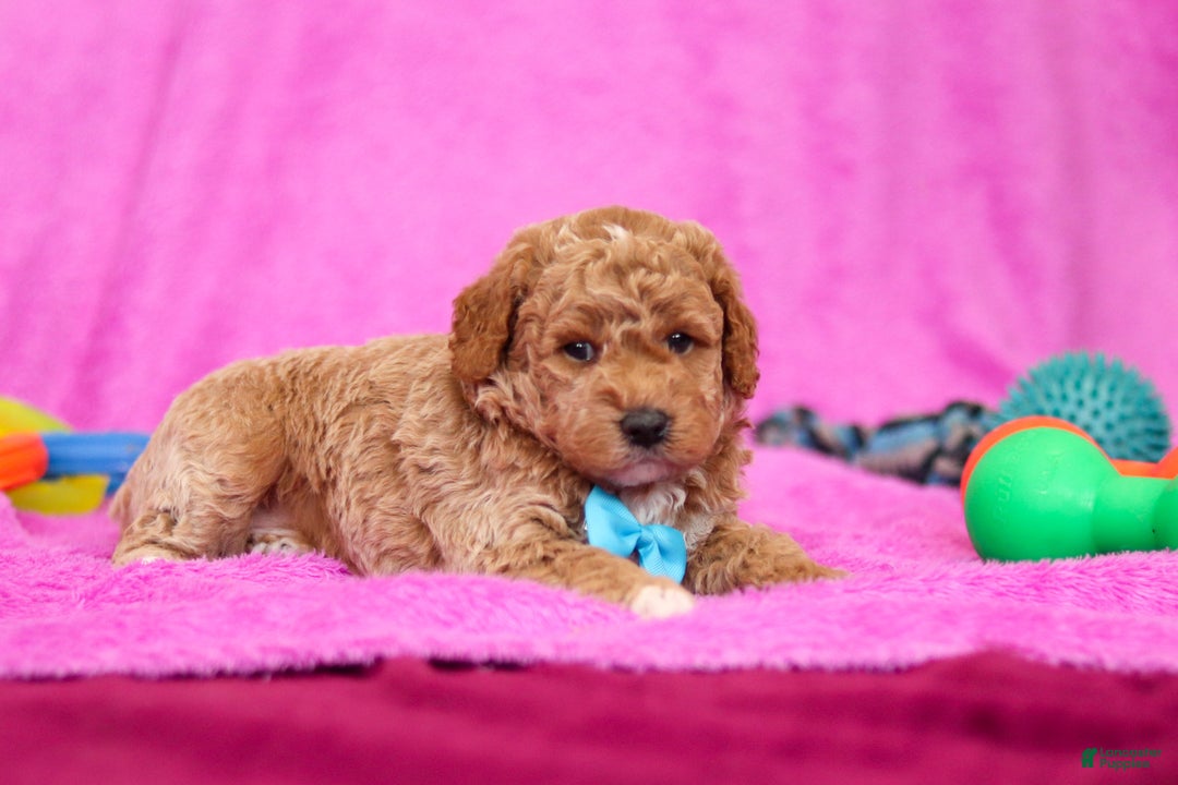 Goldendoodle dogs for sale: Florenzo - Ad 3