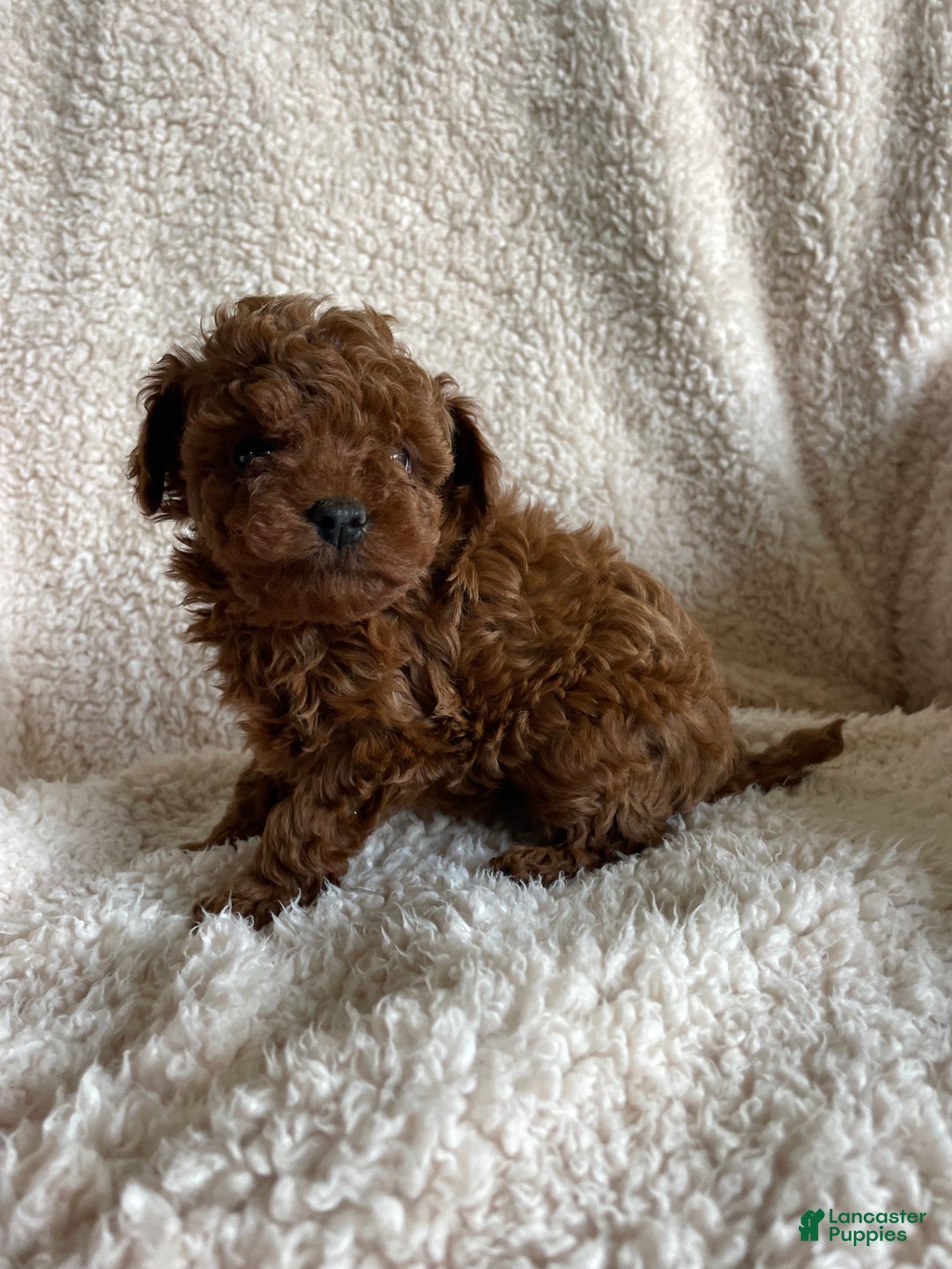 Toy Poodle dogs for sale: Nugget - Ad 2