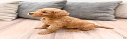 Mini Goldendoodle dogs for sale: Princess - Ad 4