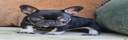 French Bulldog dogs for sale: Oscar - Ad 7