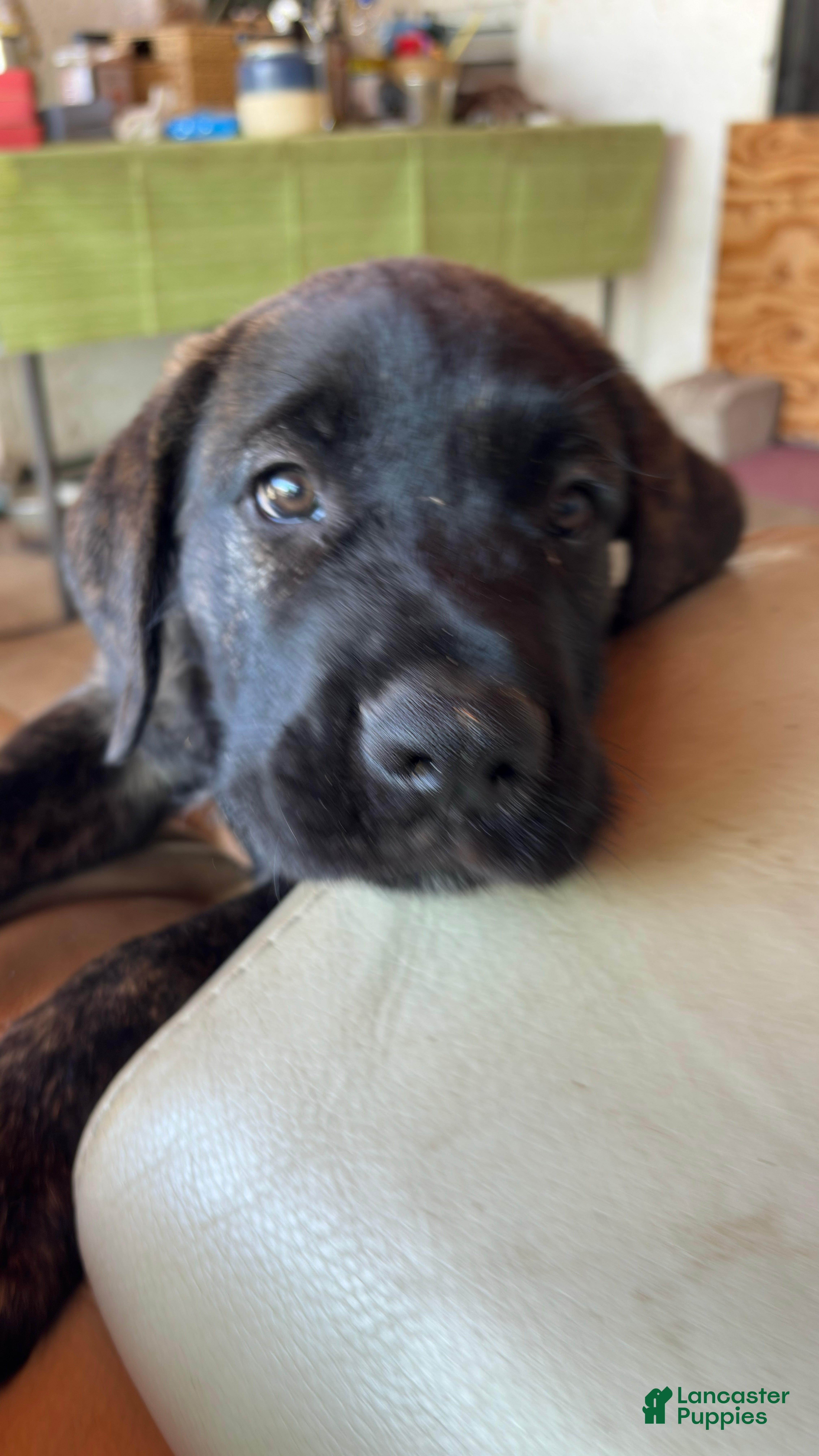 Mixed Breed dogs for sale: Zara - Ad 2