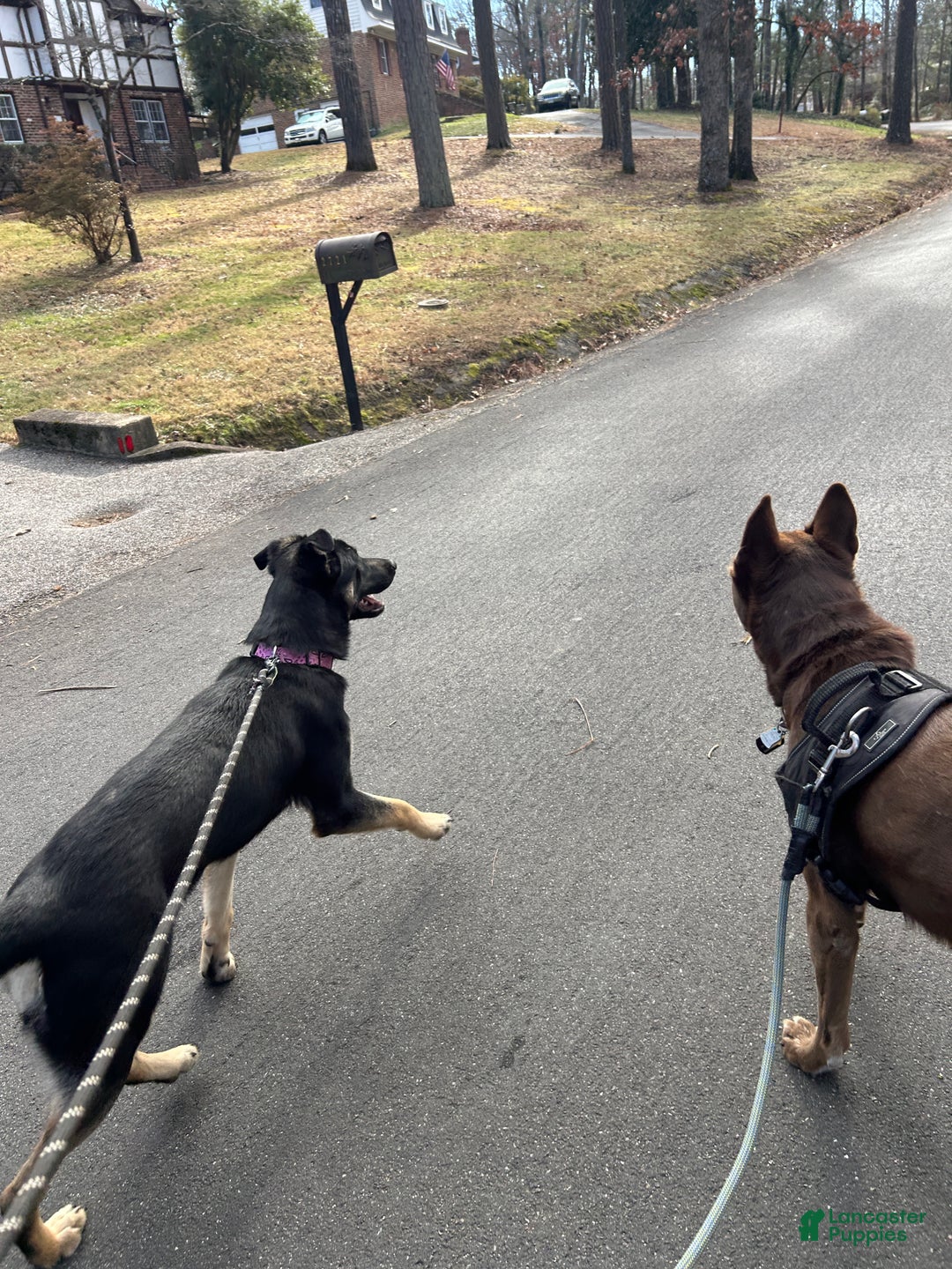 Mixed Breed dogs for sale: Puppy 1 - Ad 3