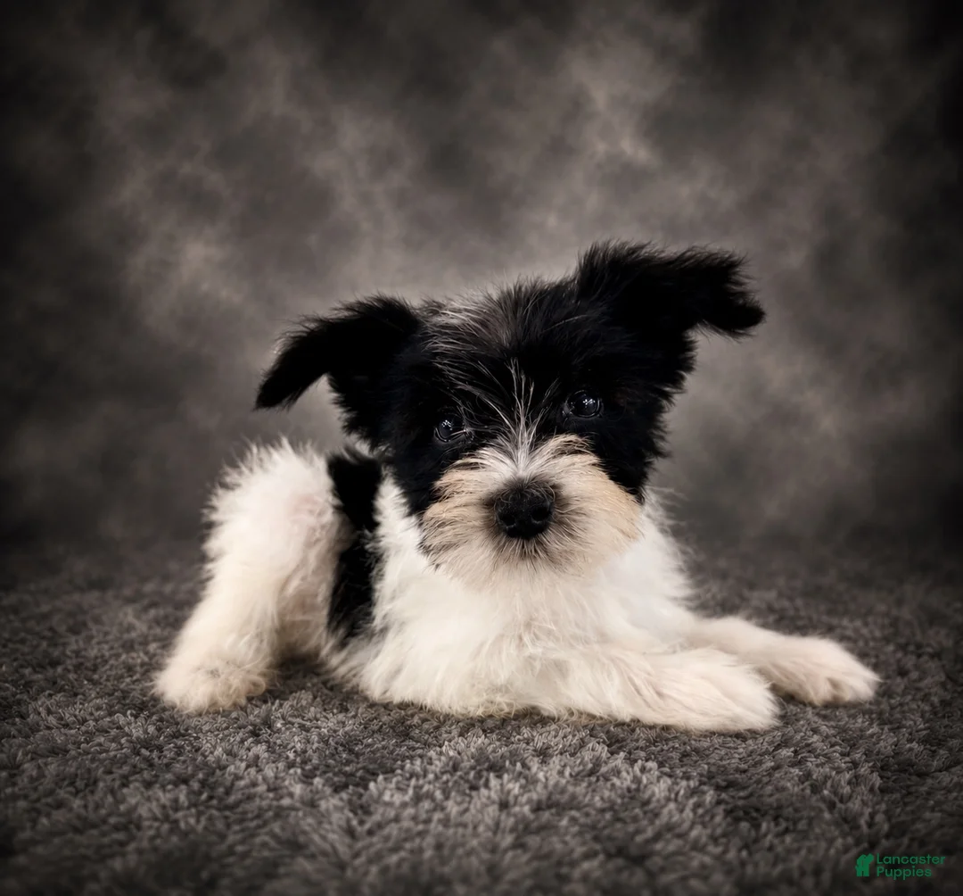 Miniature Schnauzer dogs for sale: AKC Susie  - Ad 4