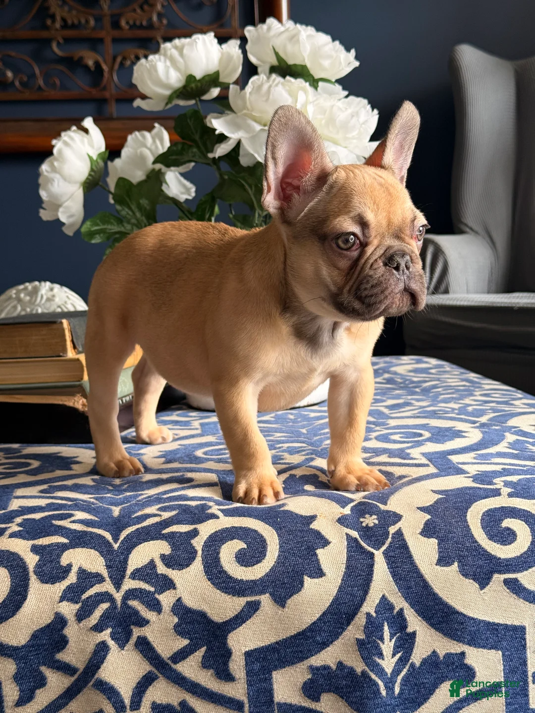 French Bulldog dogs for sale: French Bulldog Puppy 1 - Ad 1
