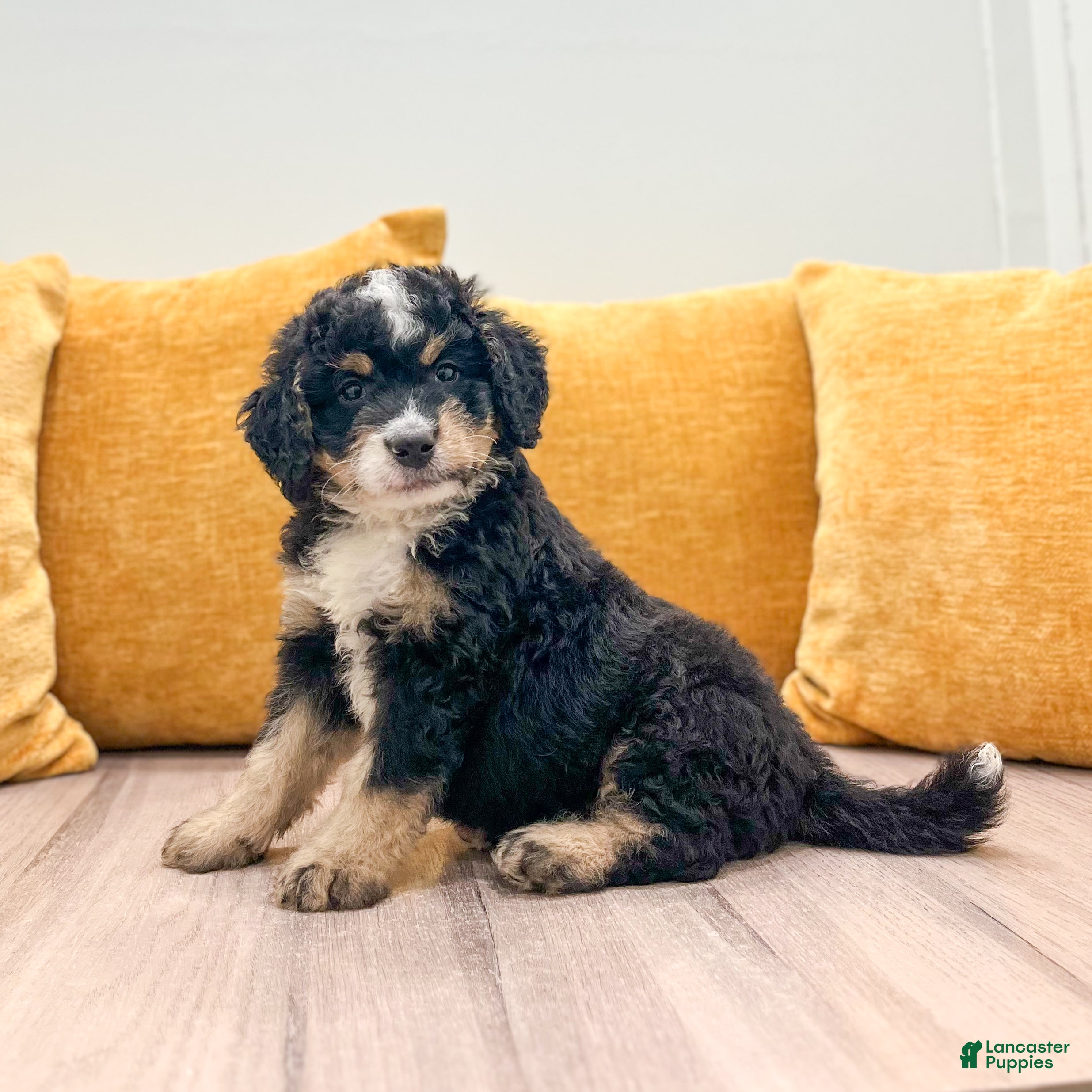 Mini Bernedoodle dogs Rusty - Ad 2