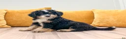 Mini Bernedoodle dogs for sale: Rusty - Ad 2