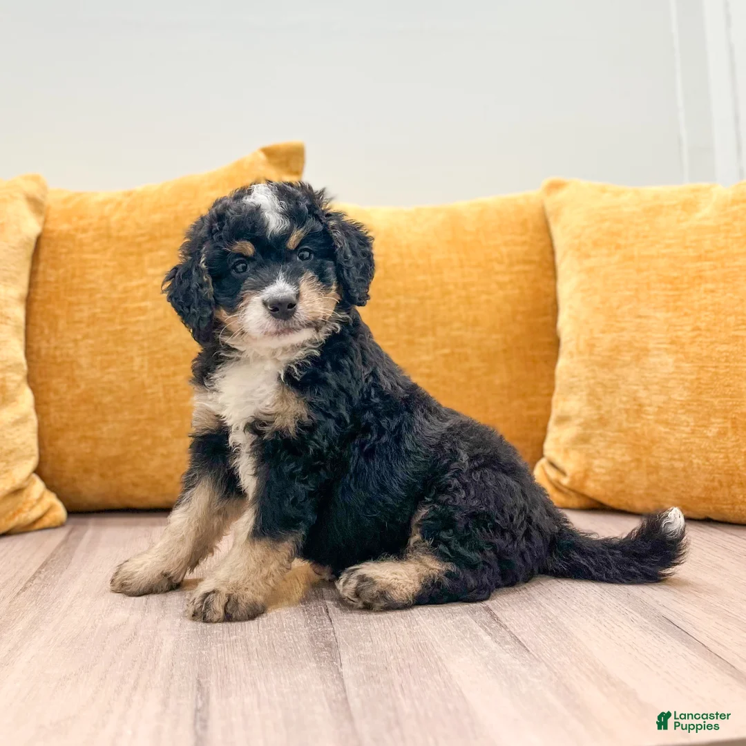 Mini Bernedoodle dogs for sale: Rusty - Ad 2