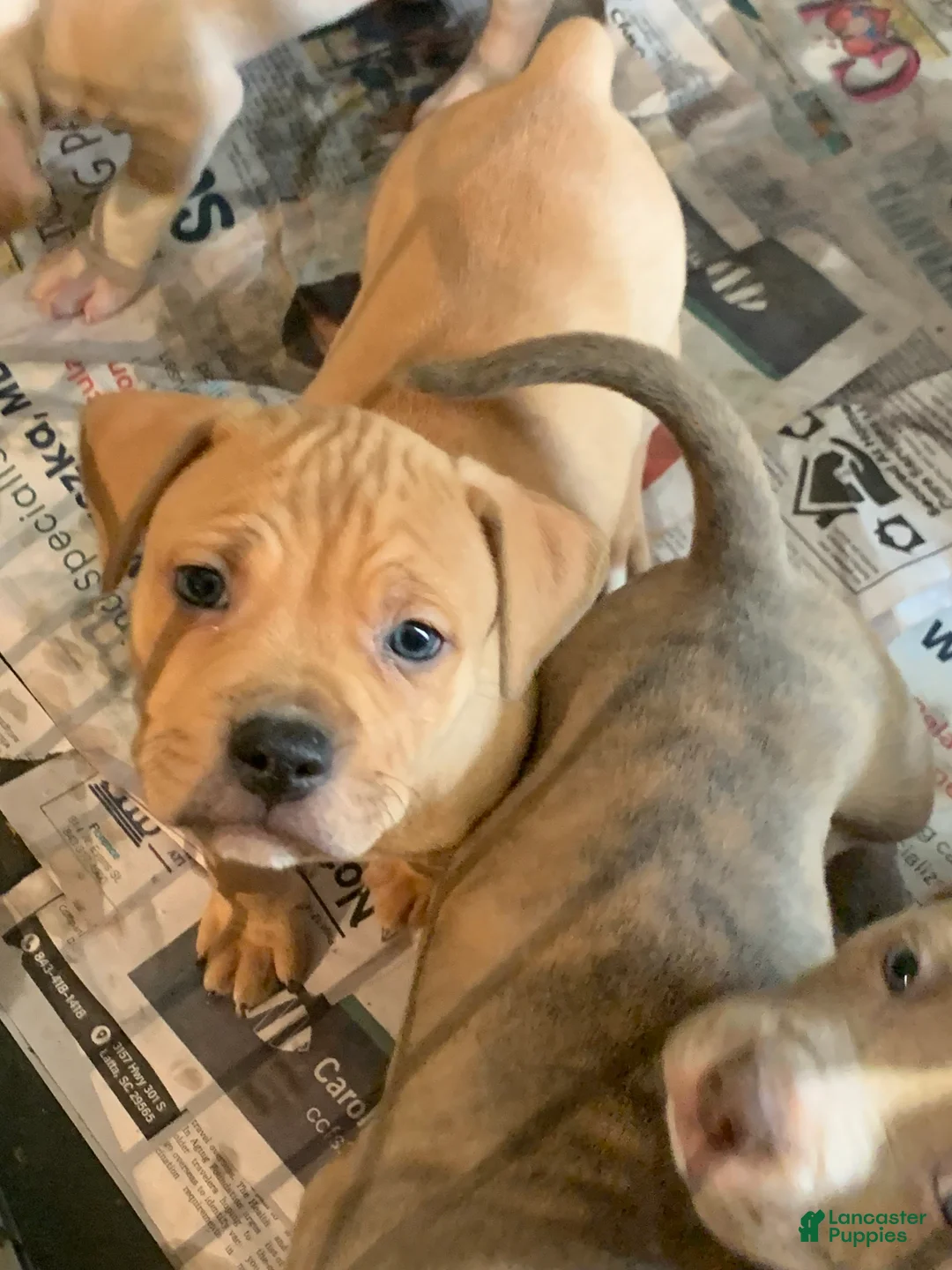 American Pit Bull Terrier dogs for sale: American Pit Bull Terrier Puppy 1 - Ad 5