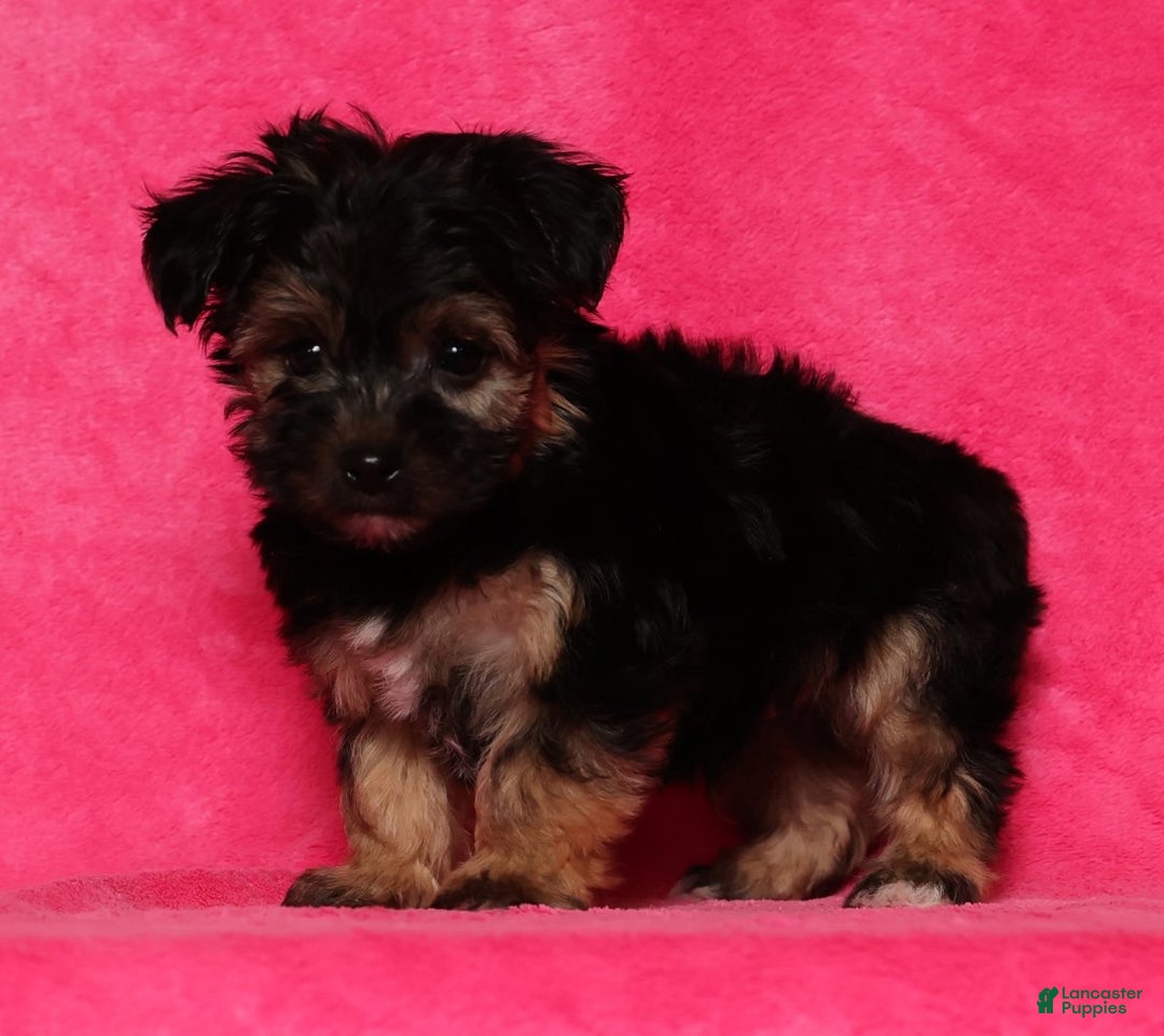 Yochon dogs for sale: Buddy - Ad 4