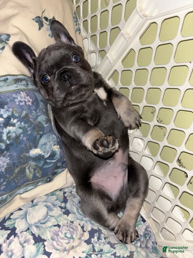 Gallery Image {{count}}