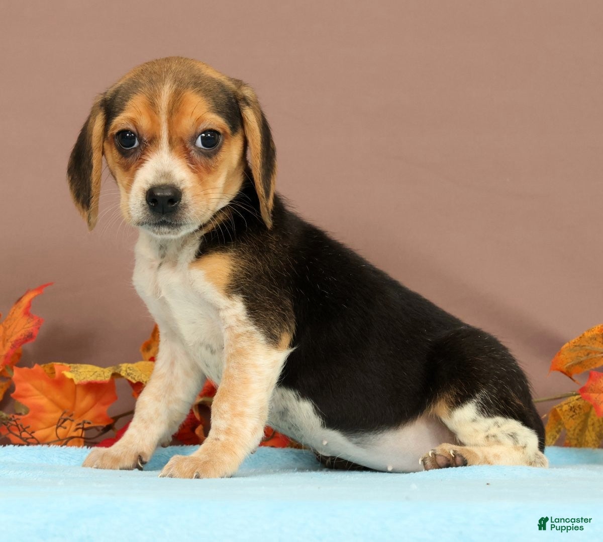 Beagle dogs Daisy - Ad 2