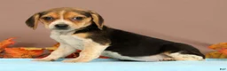Beagle dogs for sale: Daisy - Ad 2