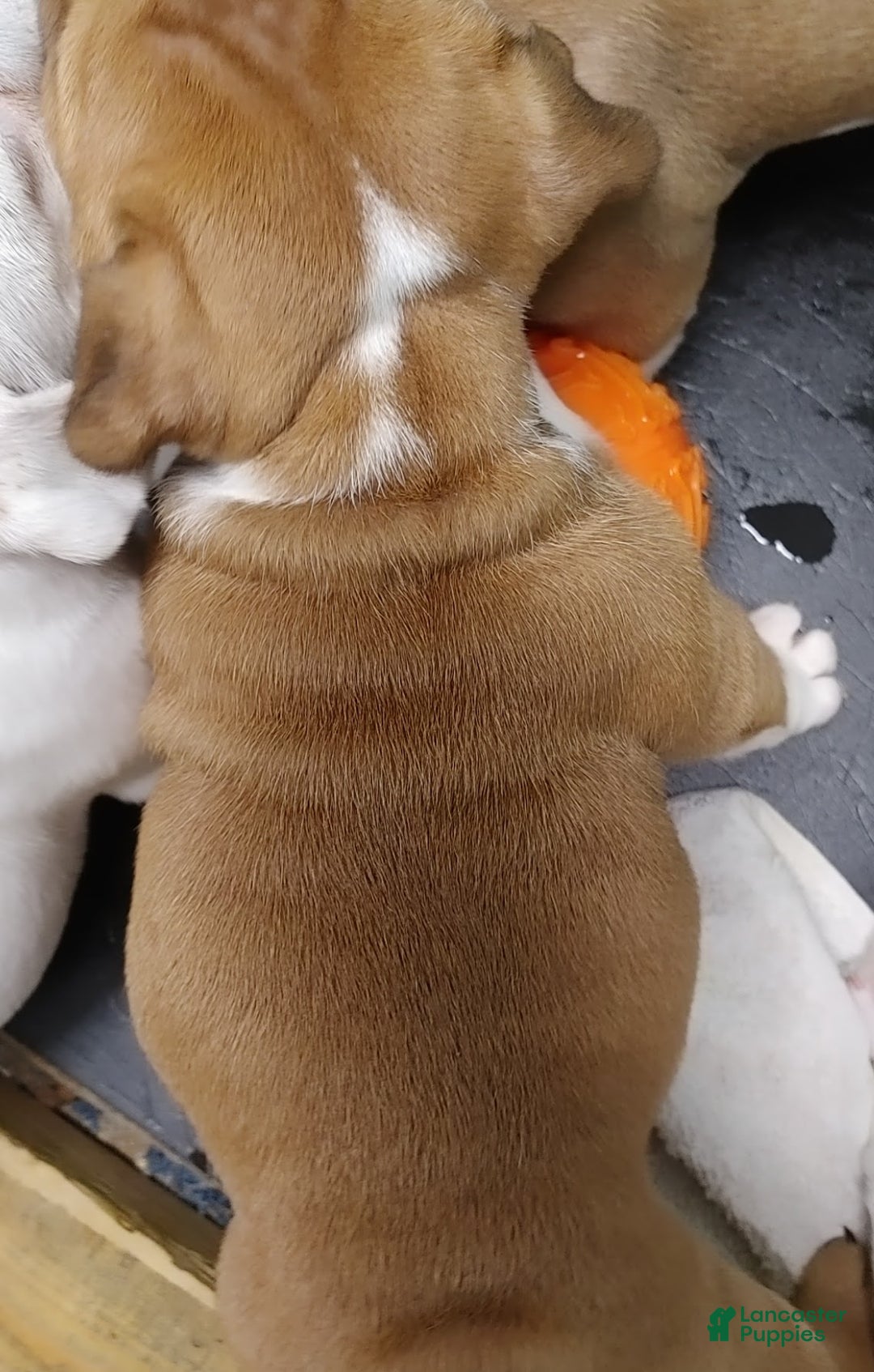 English Bulldog dogs for sale: Frankie - Ad 4