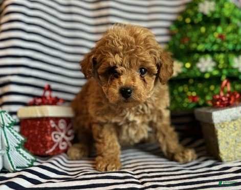 Toy Poodle dogs Joey - Ad 32