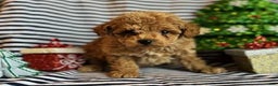 Toy Poodle dogs for sale: Joey - Ad 1