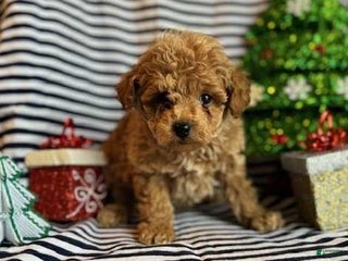 Toy Poodle dogs Joey - Ad 32