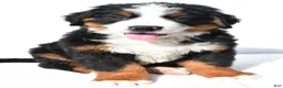 Bernese Mountain Dog dogs for sale: Bear - Ad 2