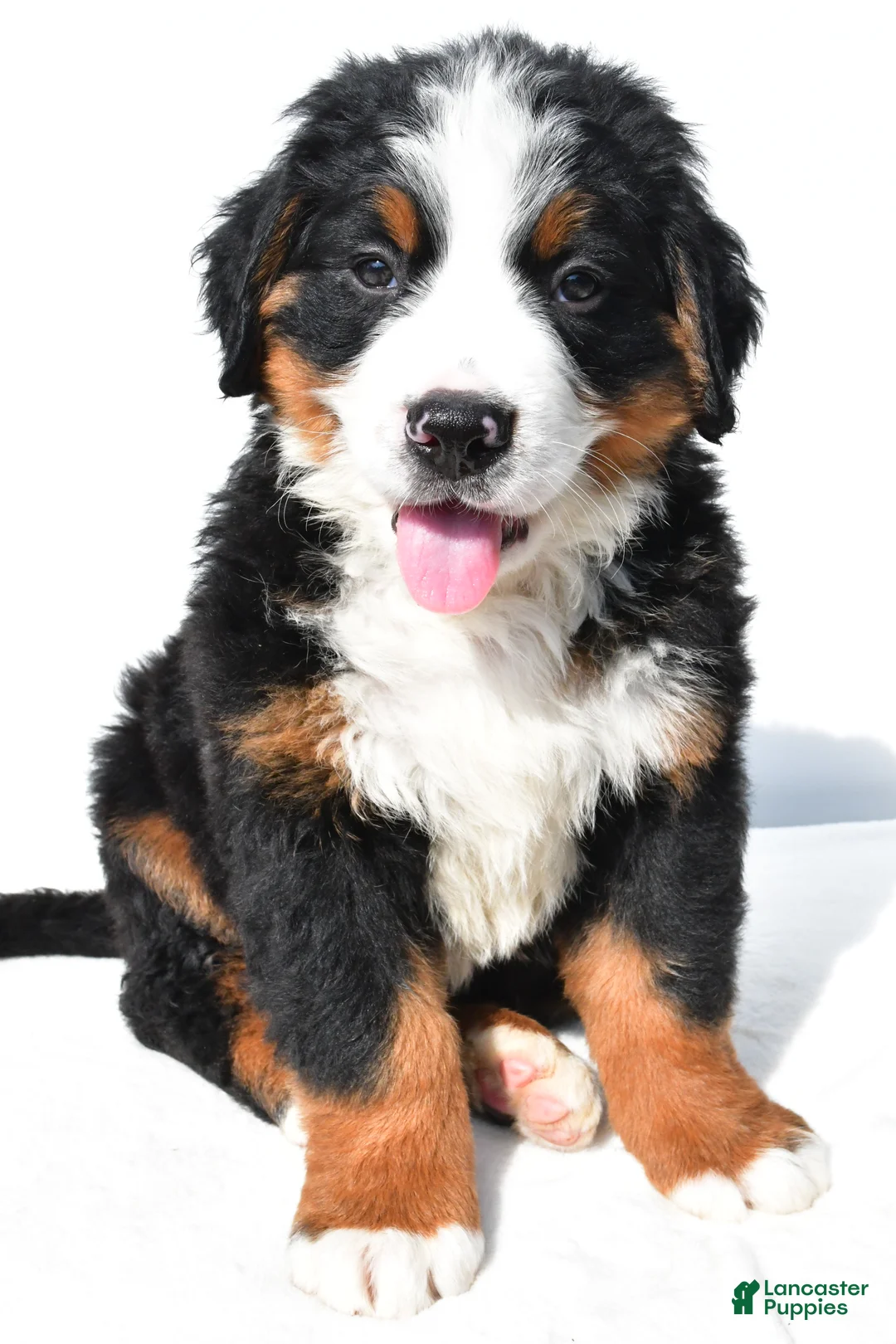 Bernese Mountain Dog dogs for sale: Bear - Ad 2
