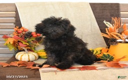 Mini Goldendoodle dogs for sale: Coconut - Image 2
