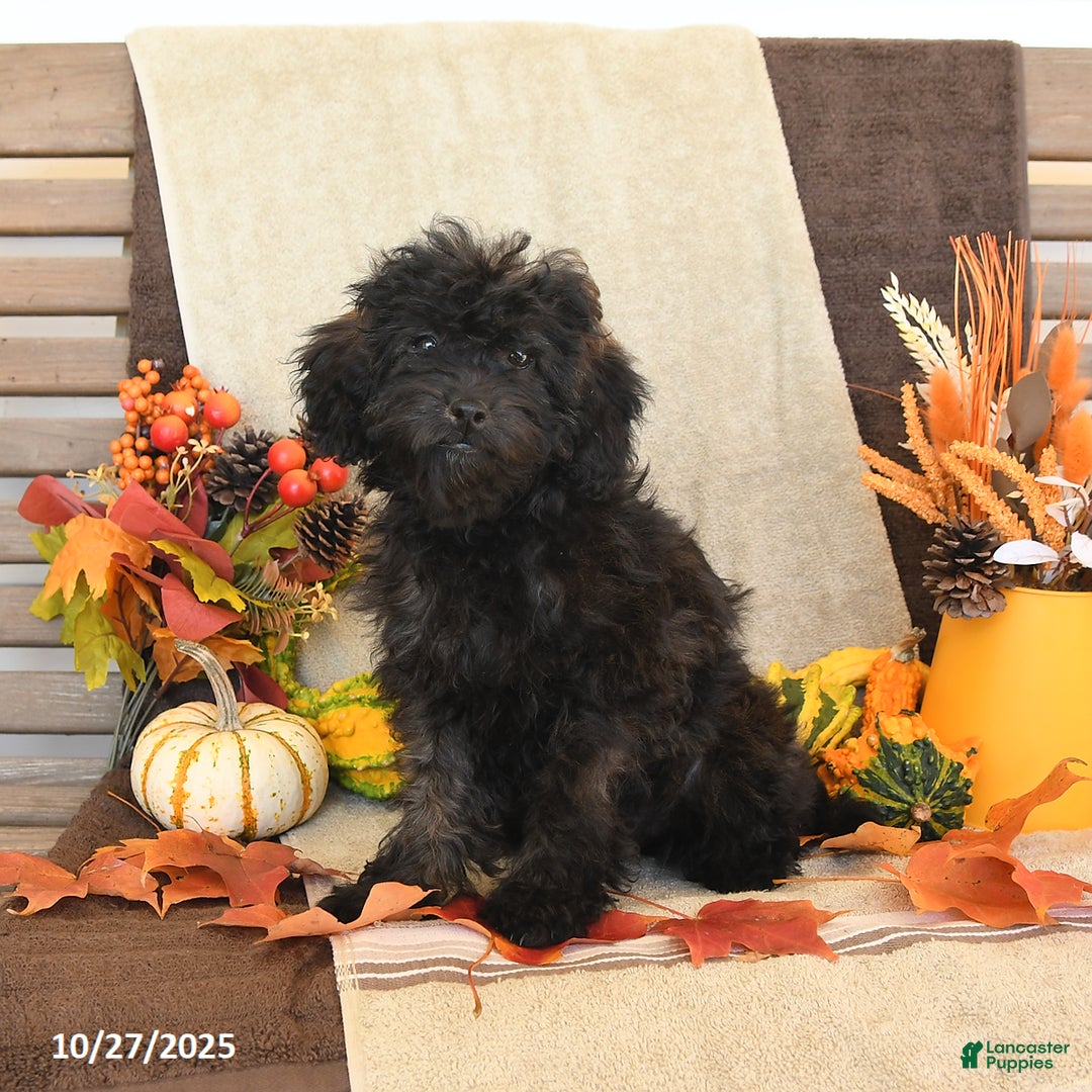 Mini Goldendoodle dogs for sale: Coconut - Image 2