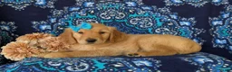 Golden Retriever dogs for sale: Cami - Ad 4