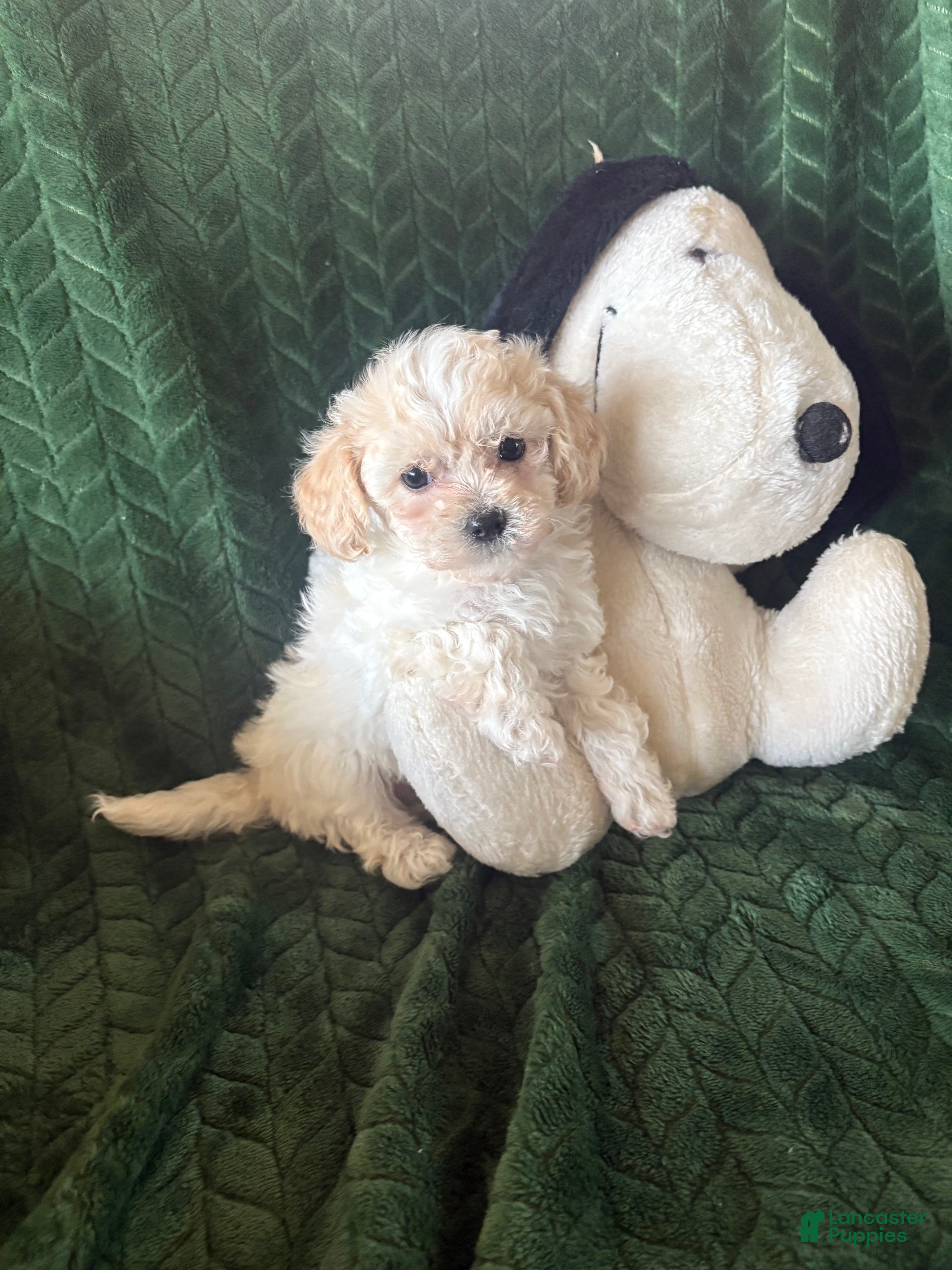 Maltipoo dogs Mochi - Ad 2