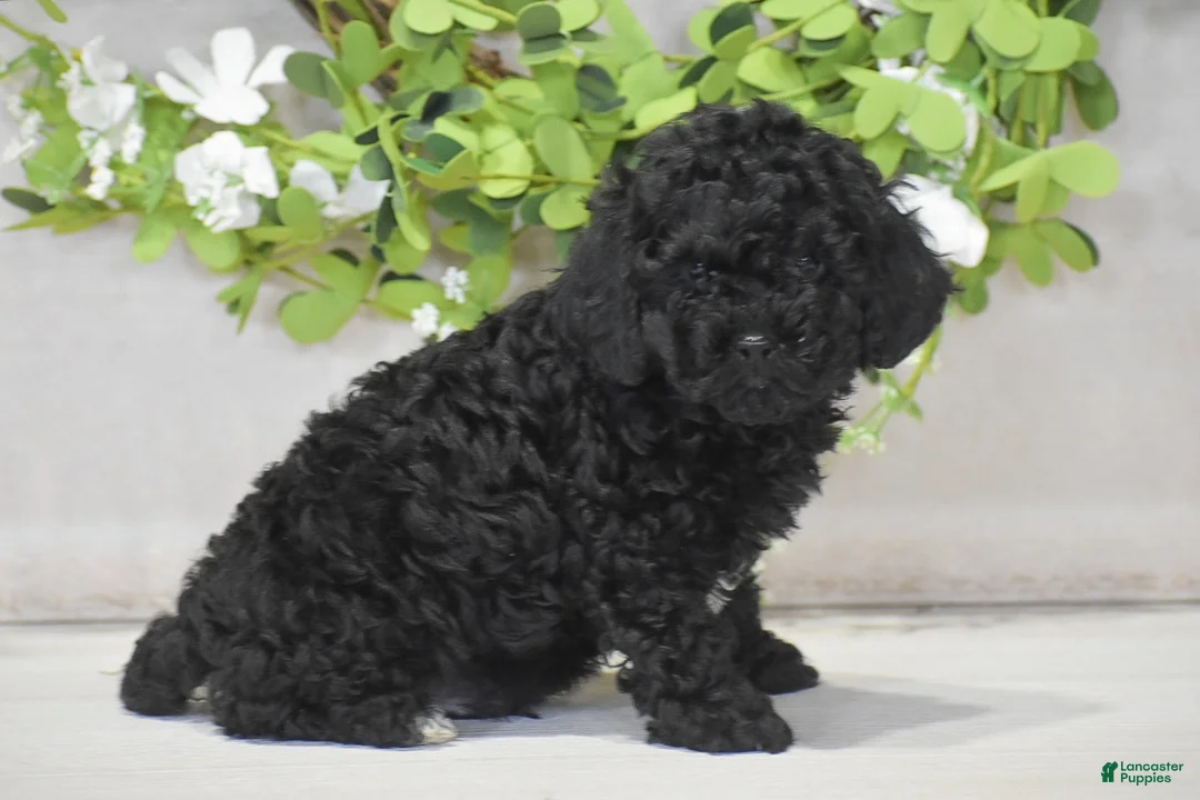 Toy Poodle dogs for sale: Hank - Ad 4