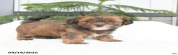 Mixed Breed dogs for sale: Jasper - Ad 3