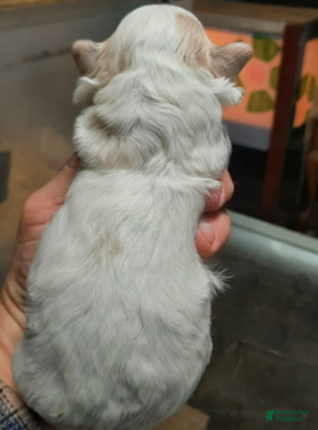 Shihpoo dogs White F2 - Ad 33
