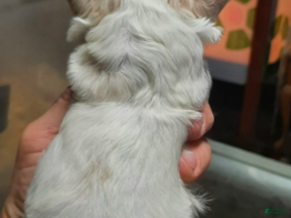 Shihpoo dogs White F2 - Ad 10