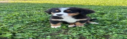 Bernese Mountain Dog dogs for sale: Penelope - Ad 3
