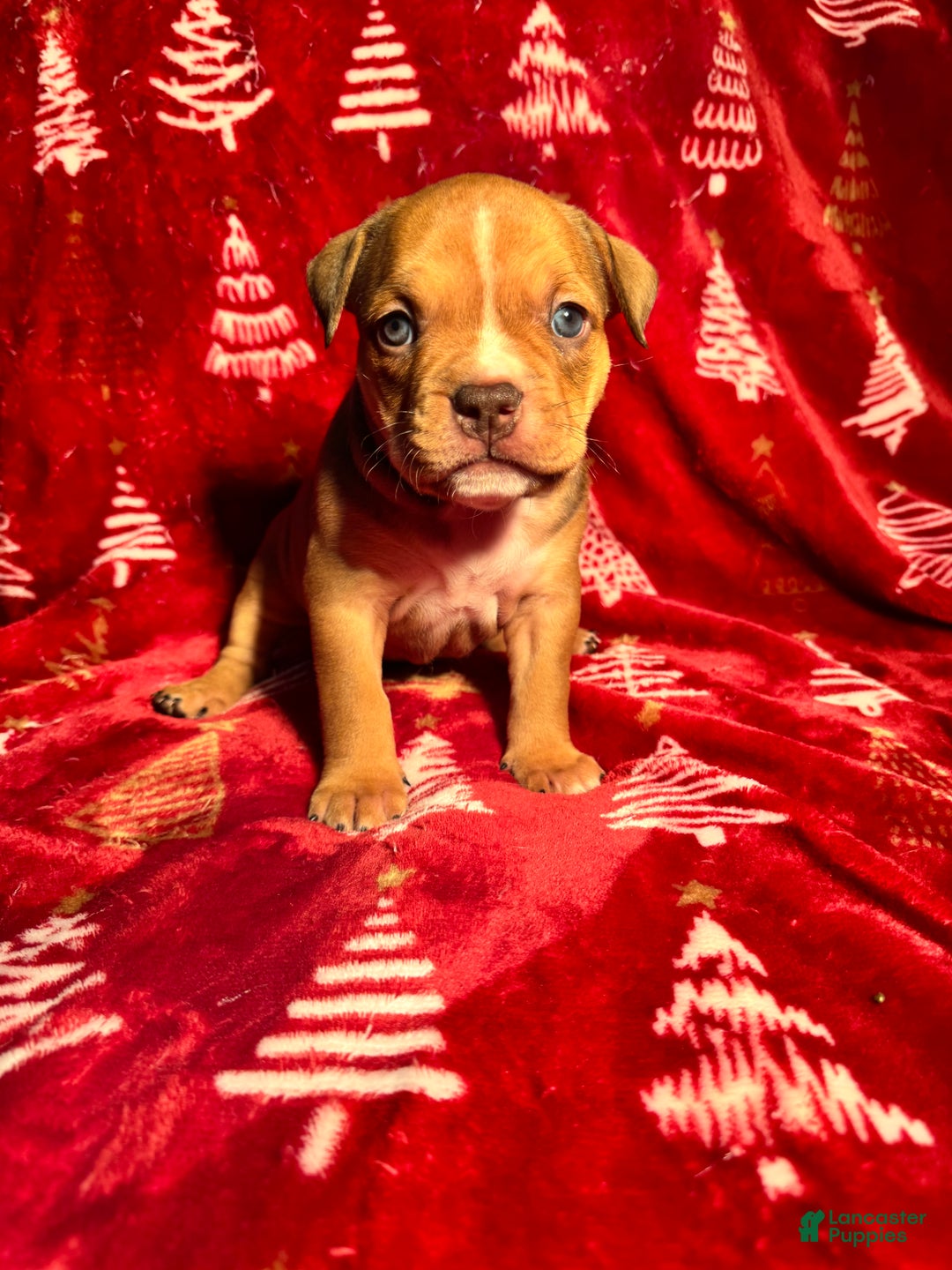 American Bully dogs for sale: American Bully Puppy 7 - Ad 1