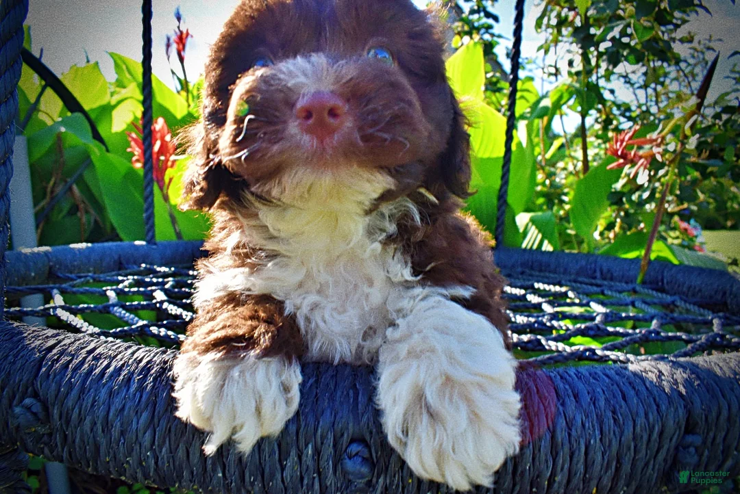 Havapoo dogs for sale: Baxter - Ad 2