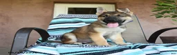 German Shepherd dogs for sale: Gerald - Ad 2