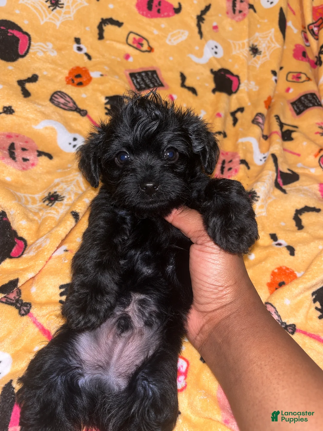 Yorkiepoo dogs for sale: Froggy - Ad 2