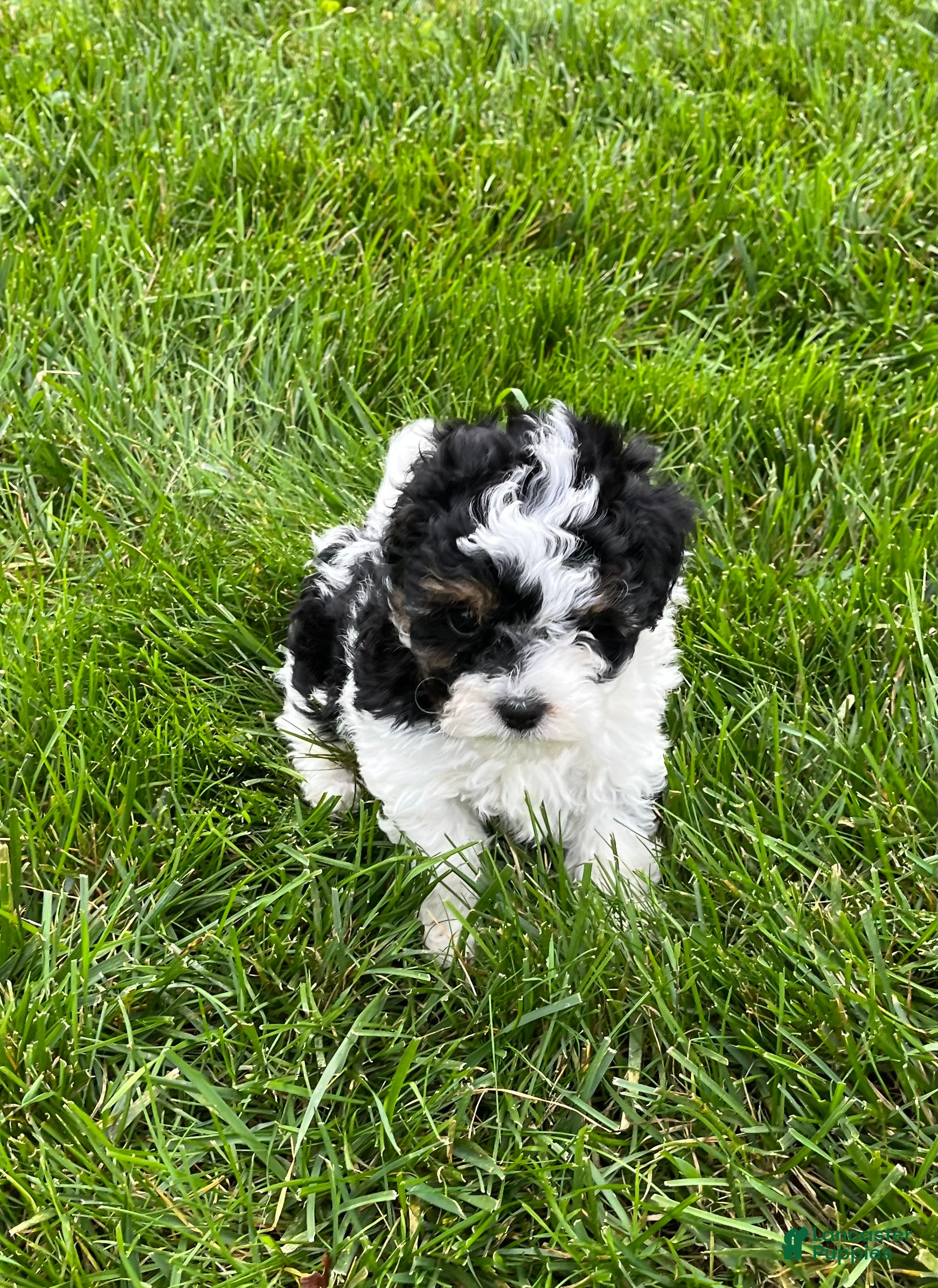 Havapoo dogs Duke - Ad 1