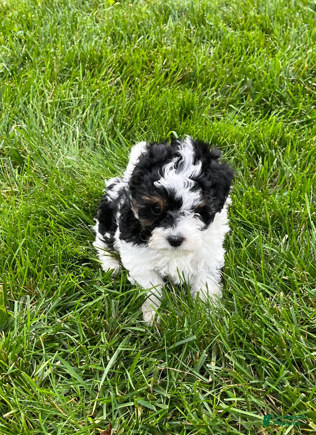 Havapoo dogs for sale: Duke - Ad 1