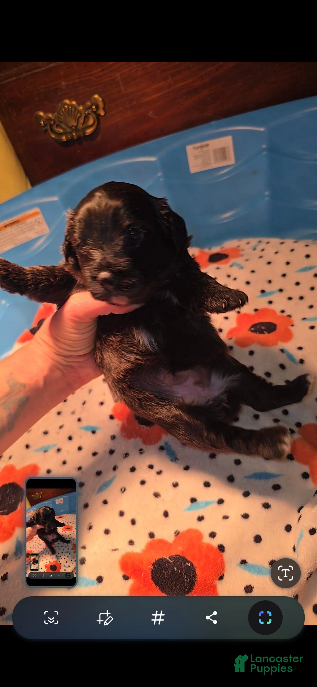 Mixed Breed dogs for sale: Tilly - Ad 7