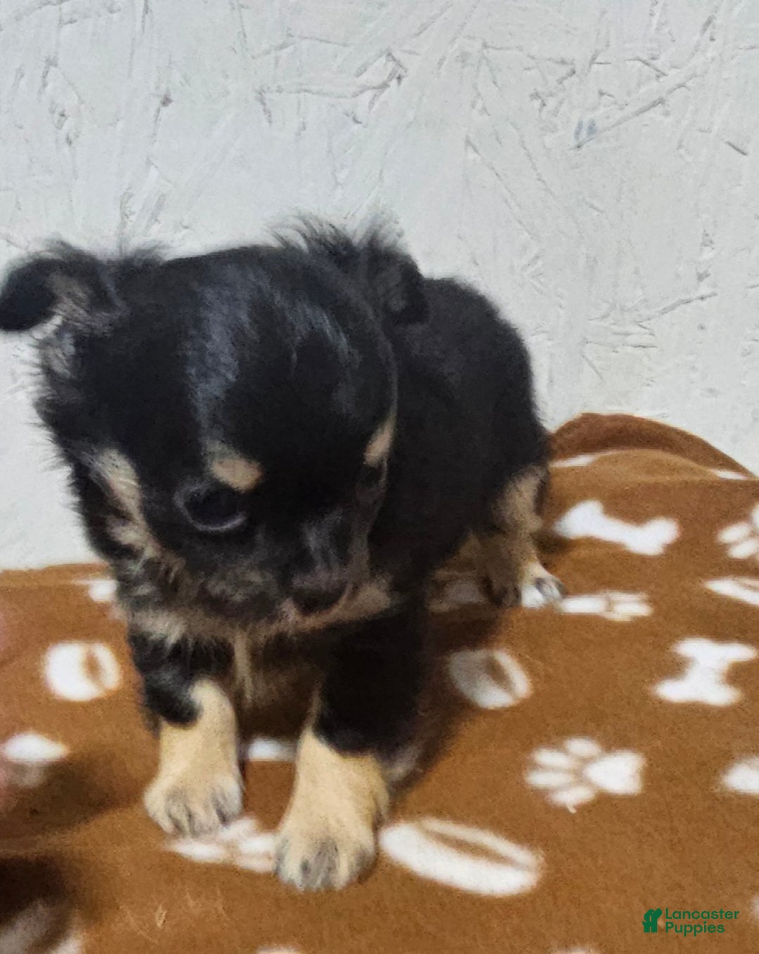 Chihuahua dogs for sale: Fredrick - Ad 6