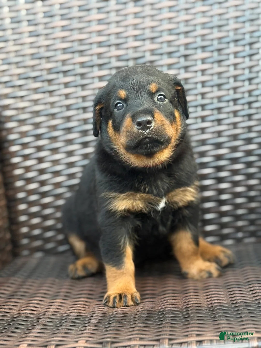 Rottweiler dogs for sale: King - Ad 2