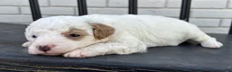 Mini Goldendoodle dogs for sale: Mozzarella - Ad 2