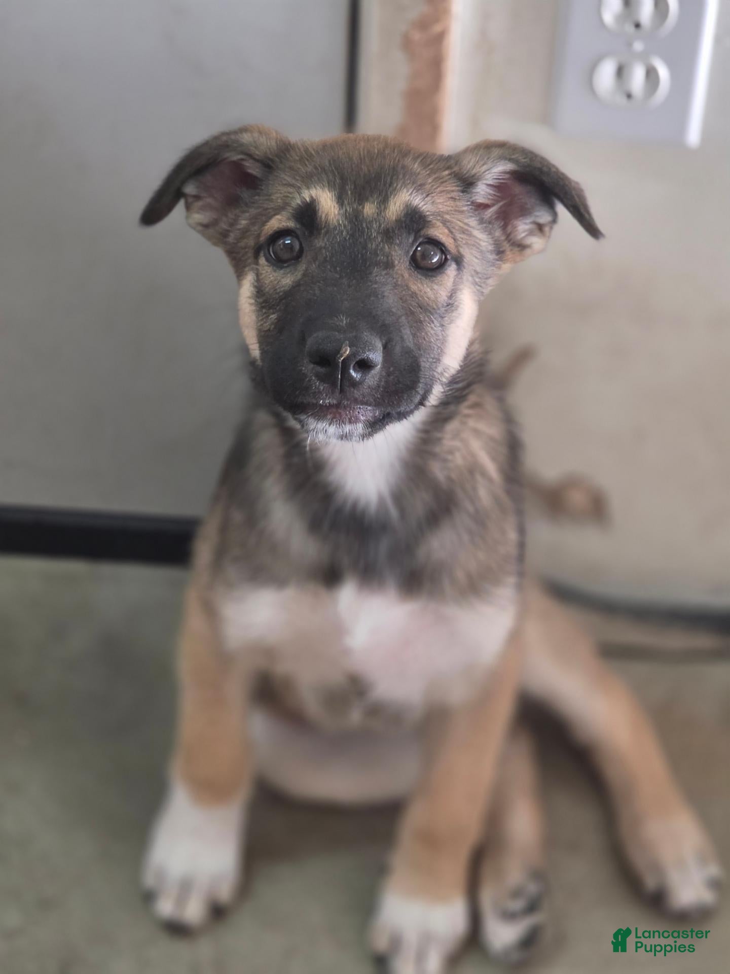 Mixed Breed dogs Pincha - Ad 26