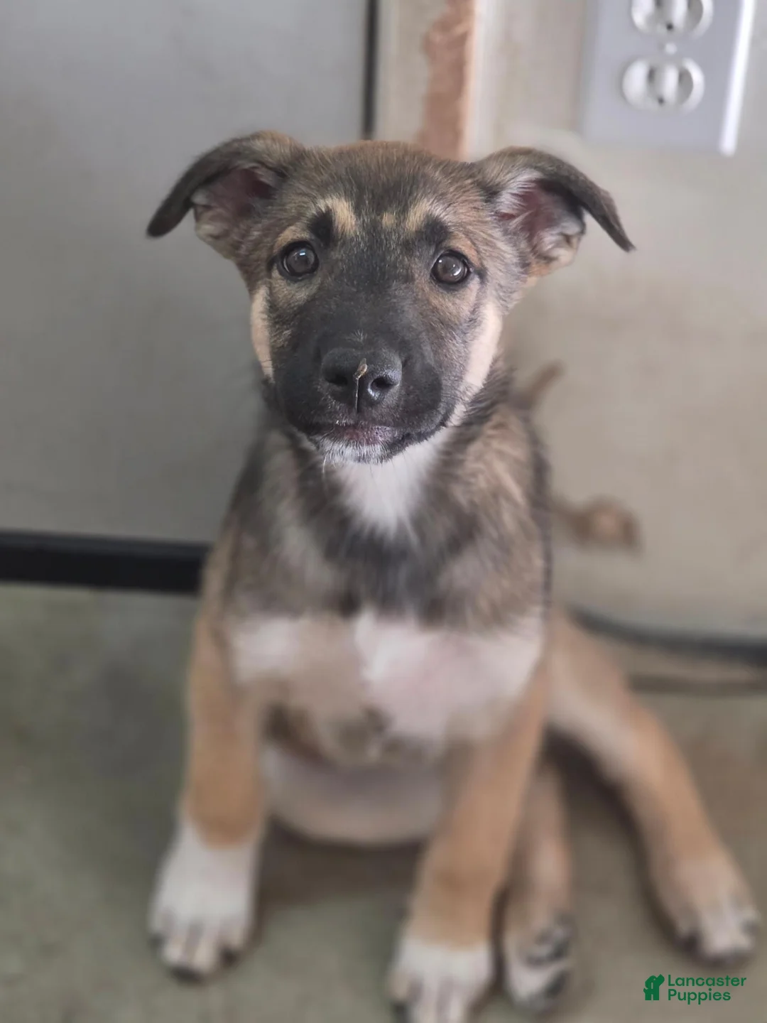 Mixed Breed dogs for sale: Pincha - Ad 1