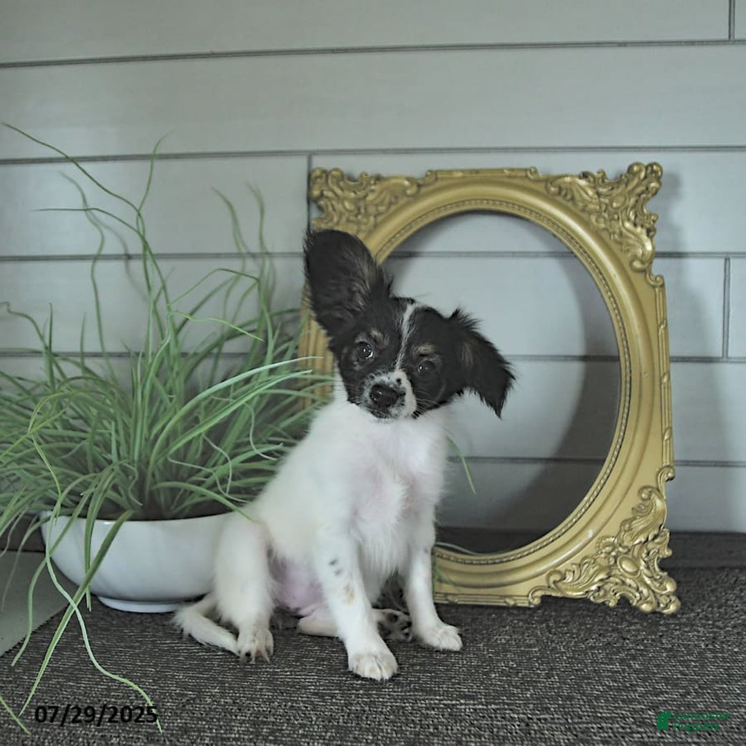 Papillon dogs for sale: Lilah - Ad 9